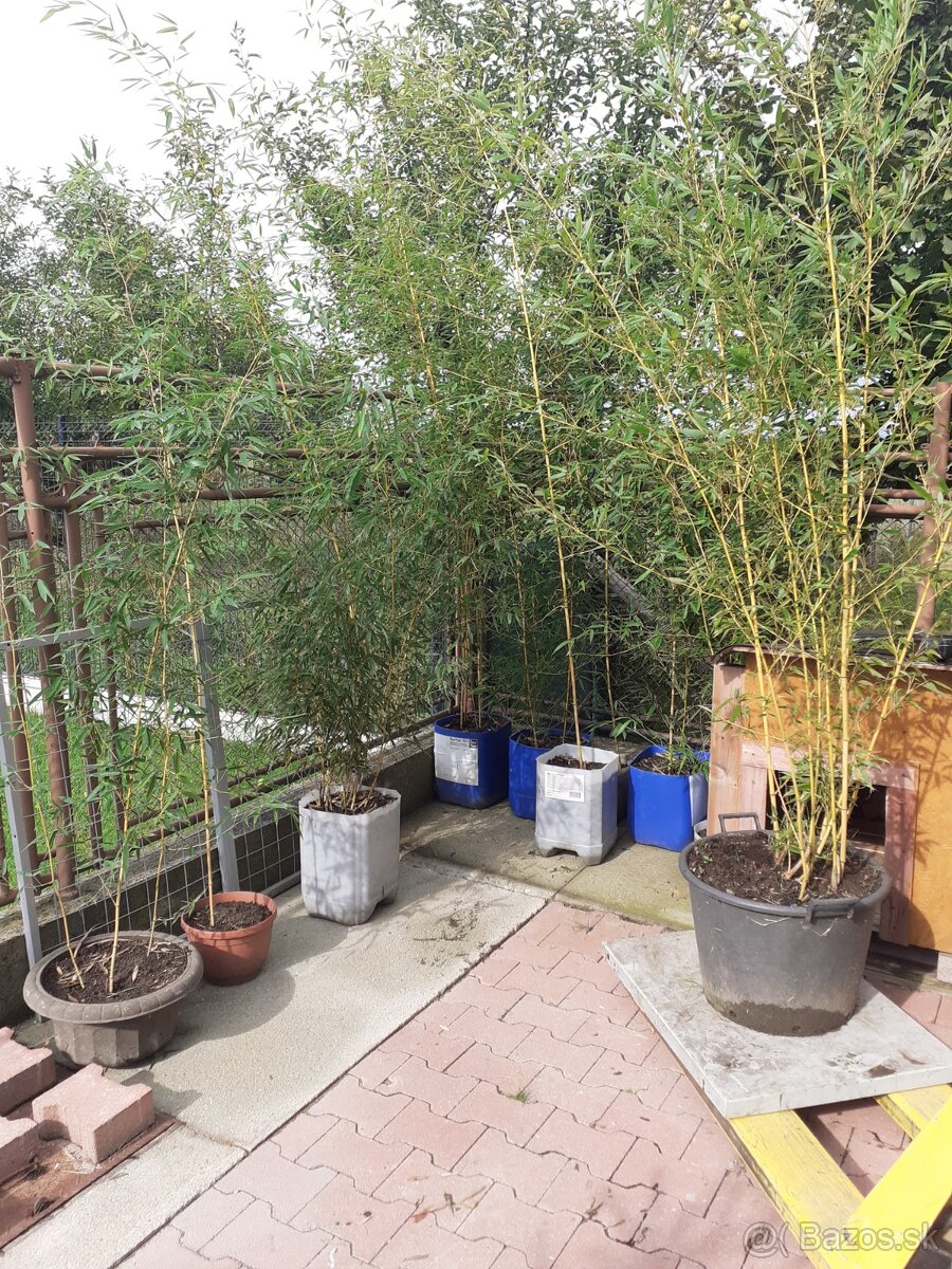 Mrazuvzdorny babus AUREA trs. - 3