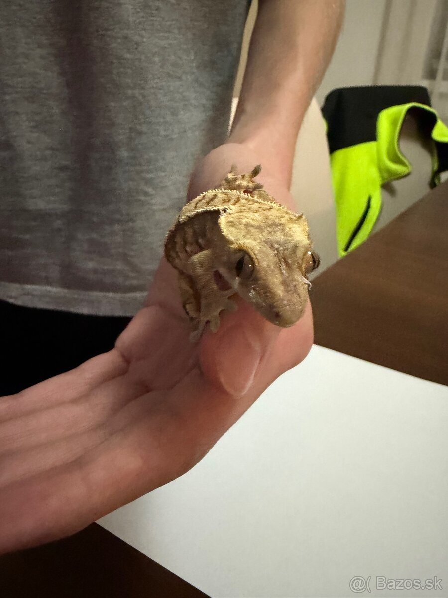 Pagekon riasnatý - 3