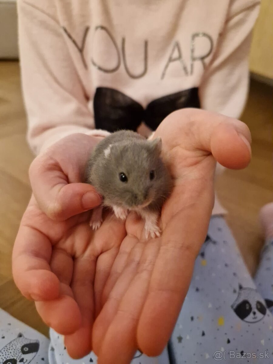 Škrečok Džungarský - 3