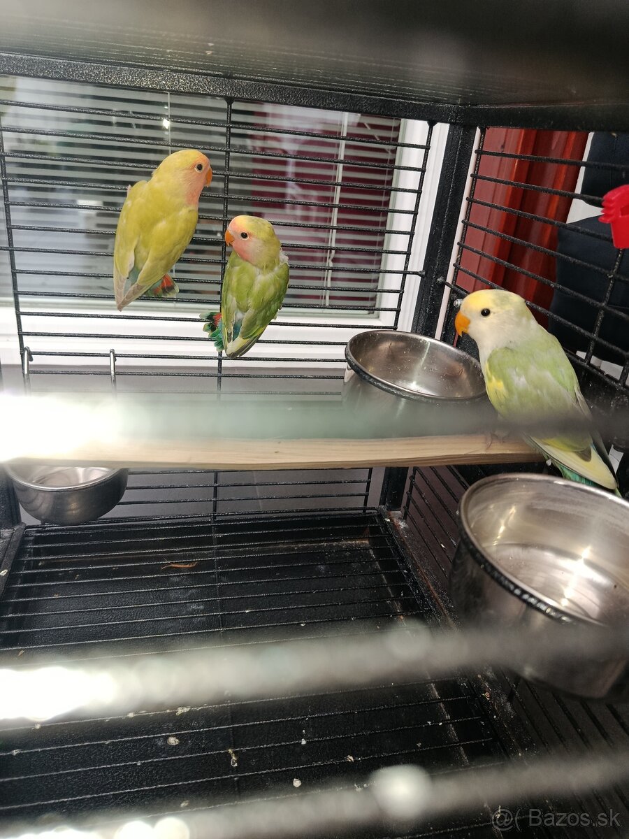 Agapornis ružovohrdlý 2026 - 3