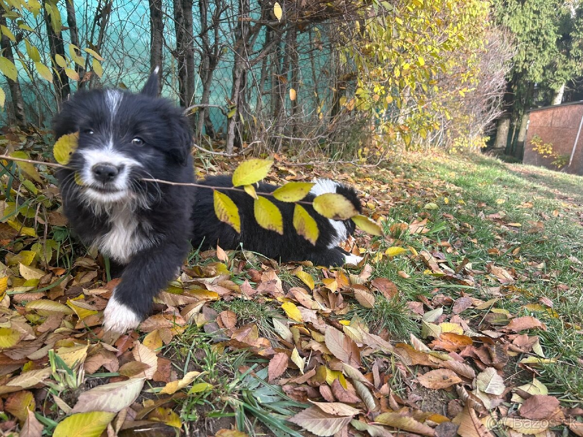 Predám šteniatka – mix border kólie - 3