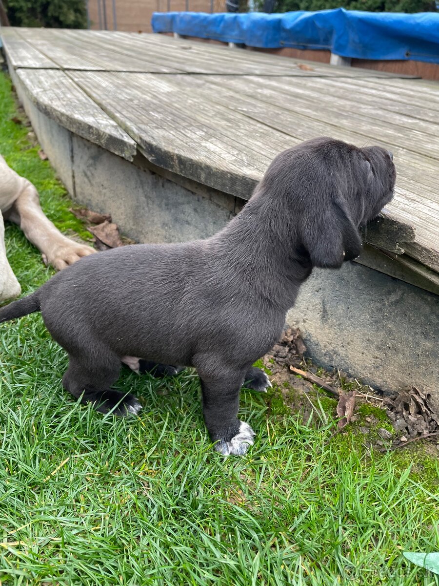 šteniatka od weimara - 3