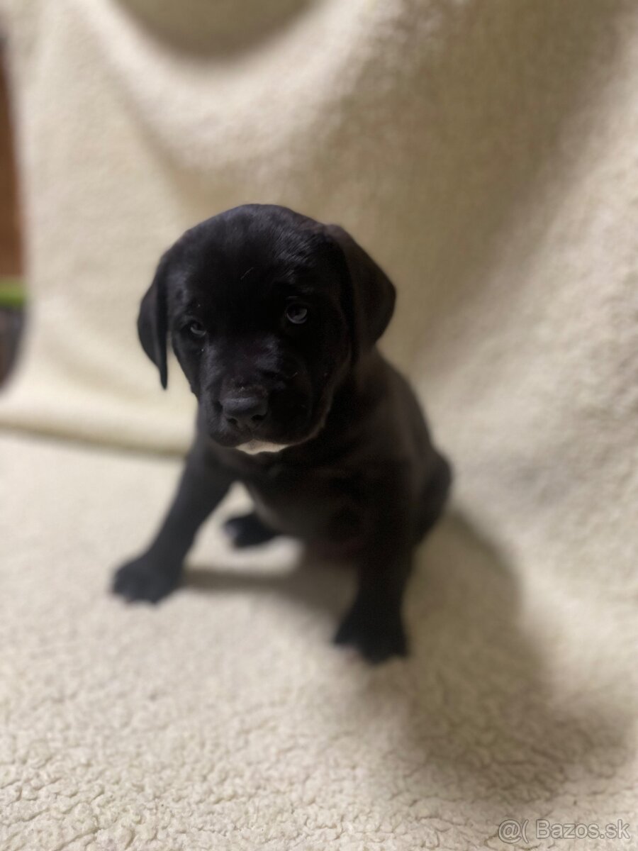 Šteniatka krížené Staford-Labrador - 3