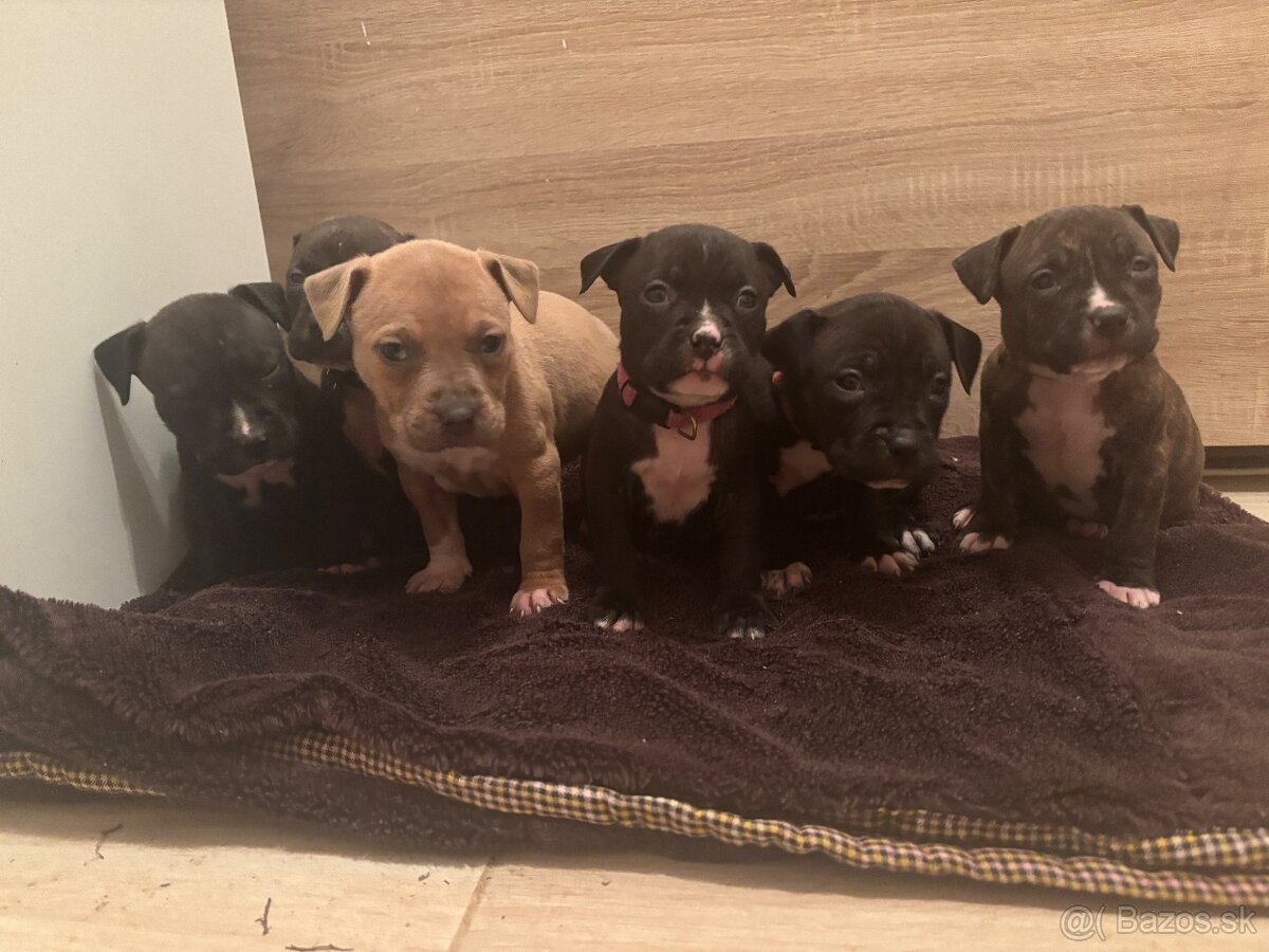 Americký stafordsirsky terier, Stafford, amstaf - 3