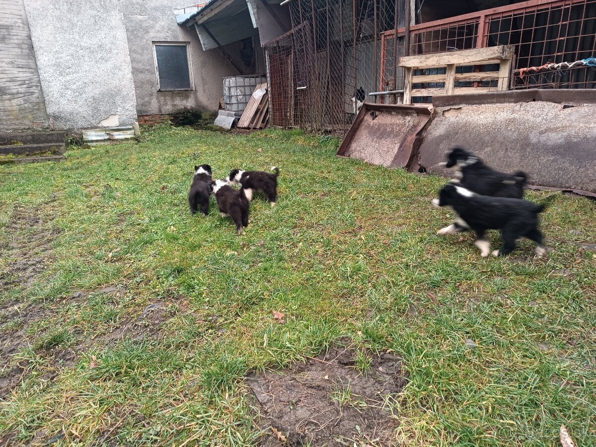 Šteniatka – krížence border kólie, pripravené ihneď k odberu - 3