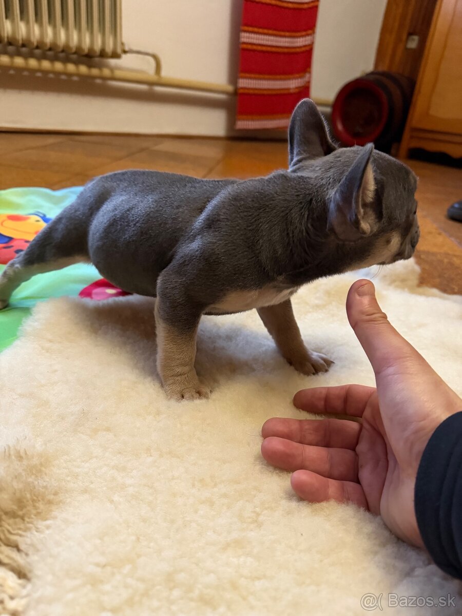 Francúzsky buldocek Modry - 3