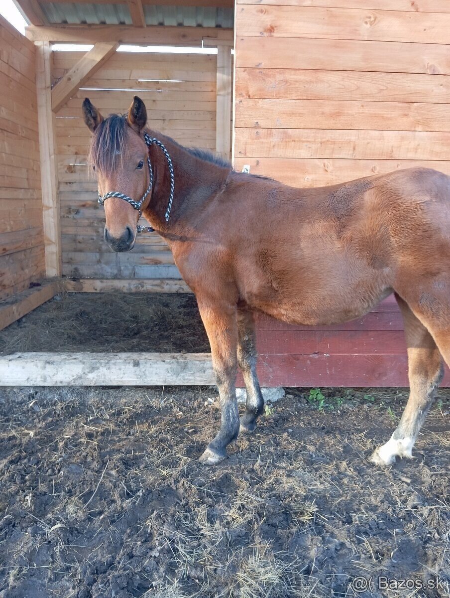 Predám Žräbatko - 3