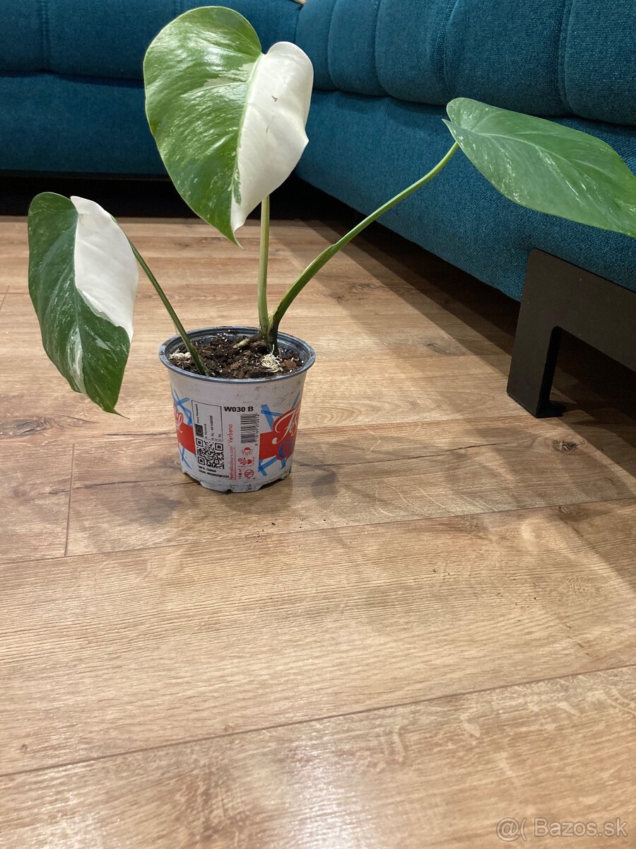 Monstera variegata - 3