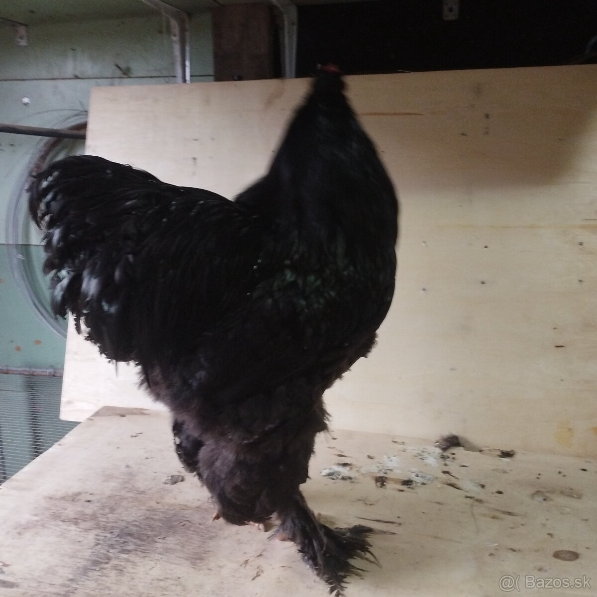 Brahmanka čierna. - 3