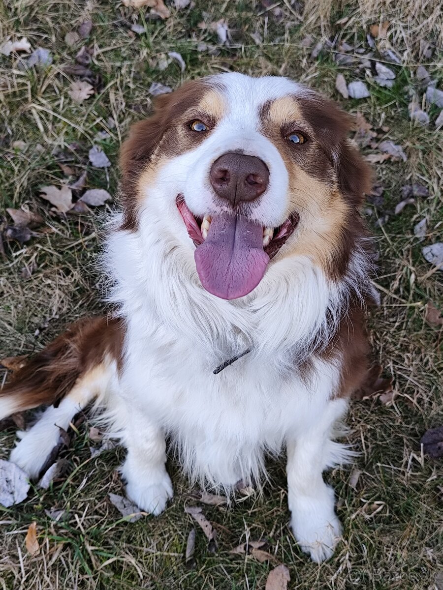 Hľadá sa psík - 3