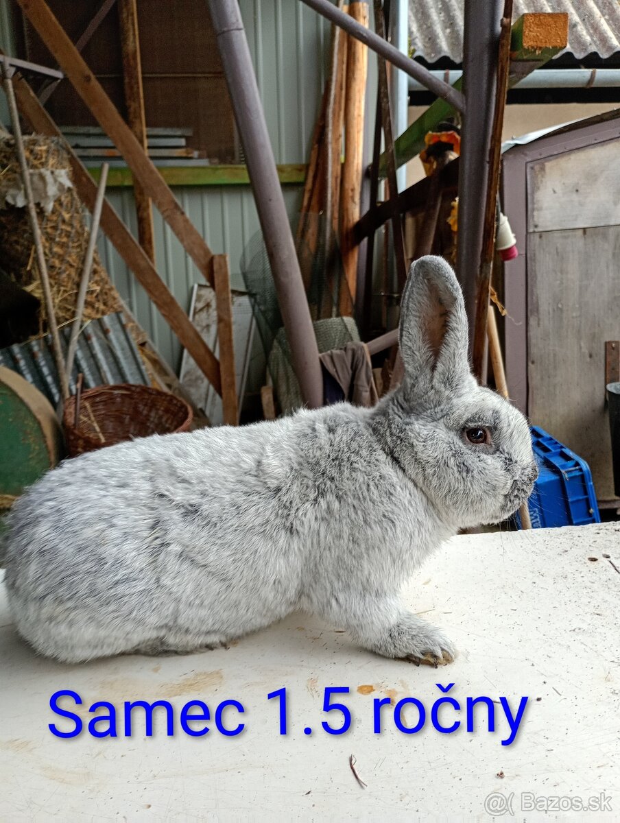Vss králik - 3