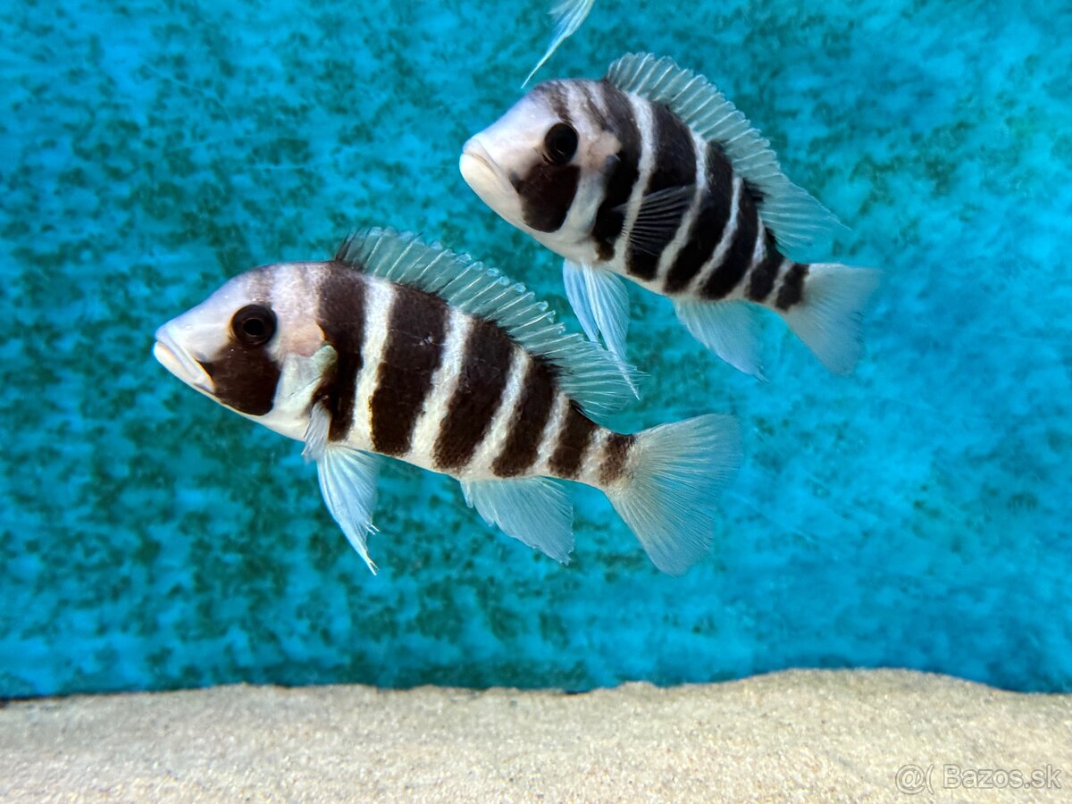 Africké cichlidy, rôzne druhy - 3