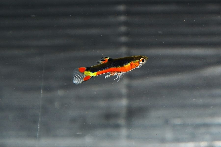 Spoločenské rybky - 3