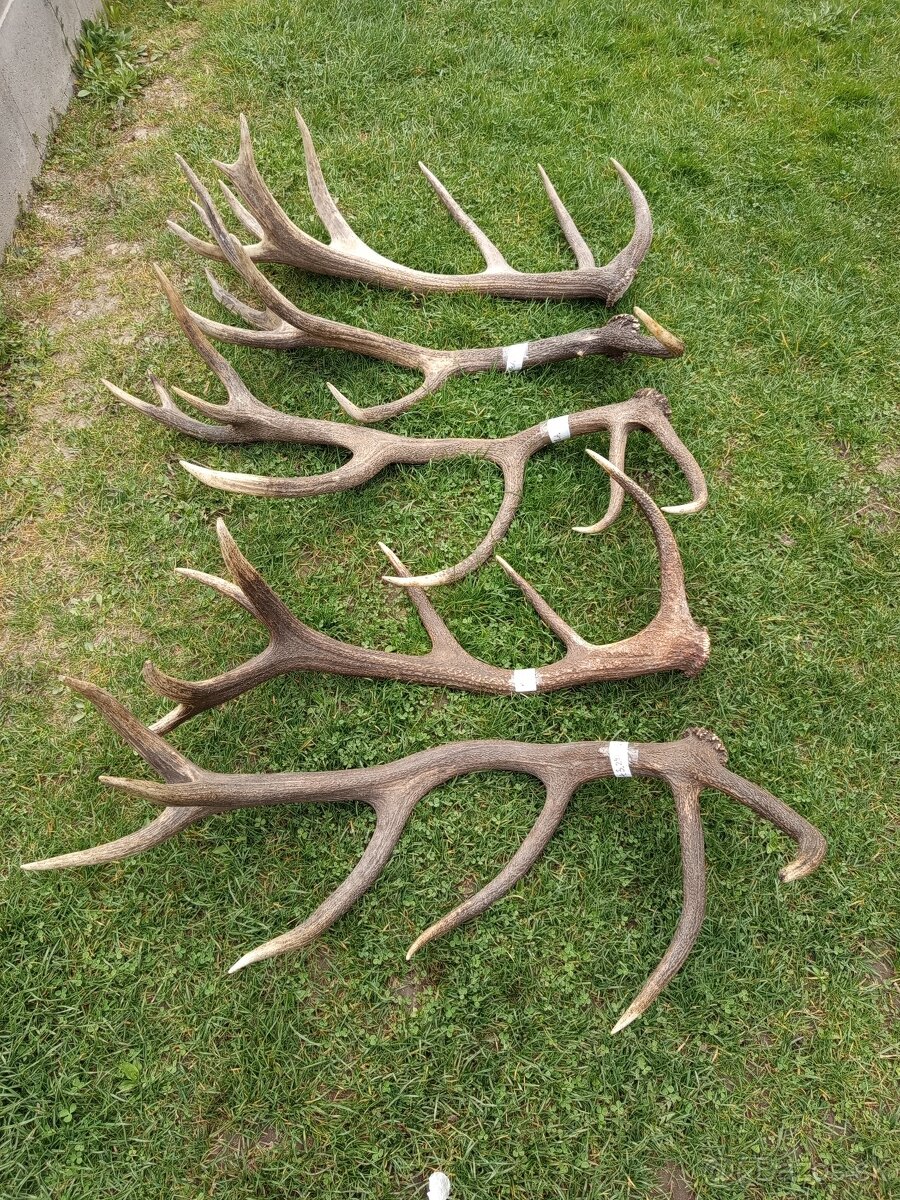 Trofeje, zhody,parohy - 3