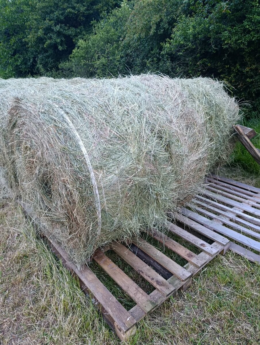 Predám guľaté balíky sena. - 3