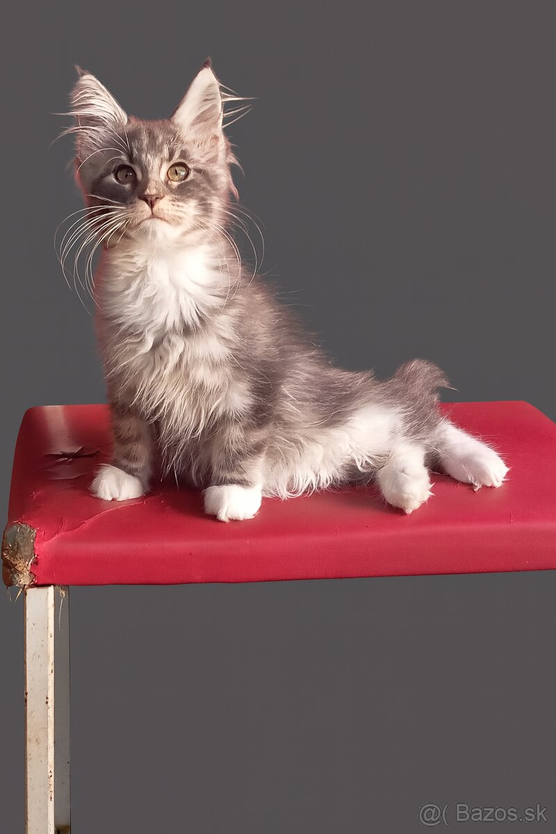 Mainska mývalia, maine coon, MCO - 3