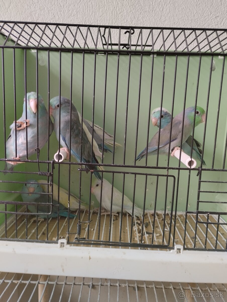 Predám Forpusi a Pyruru zelenolica - 3