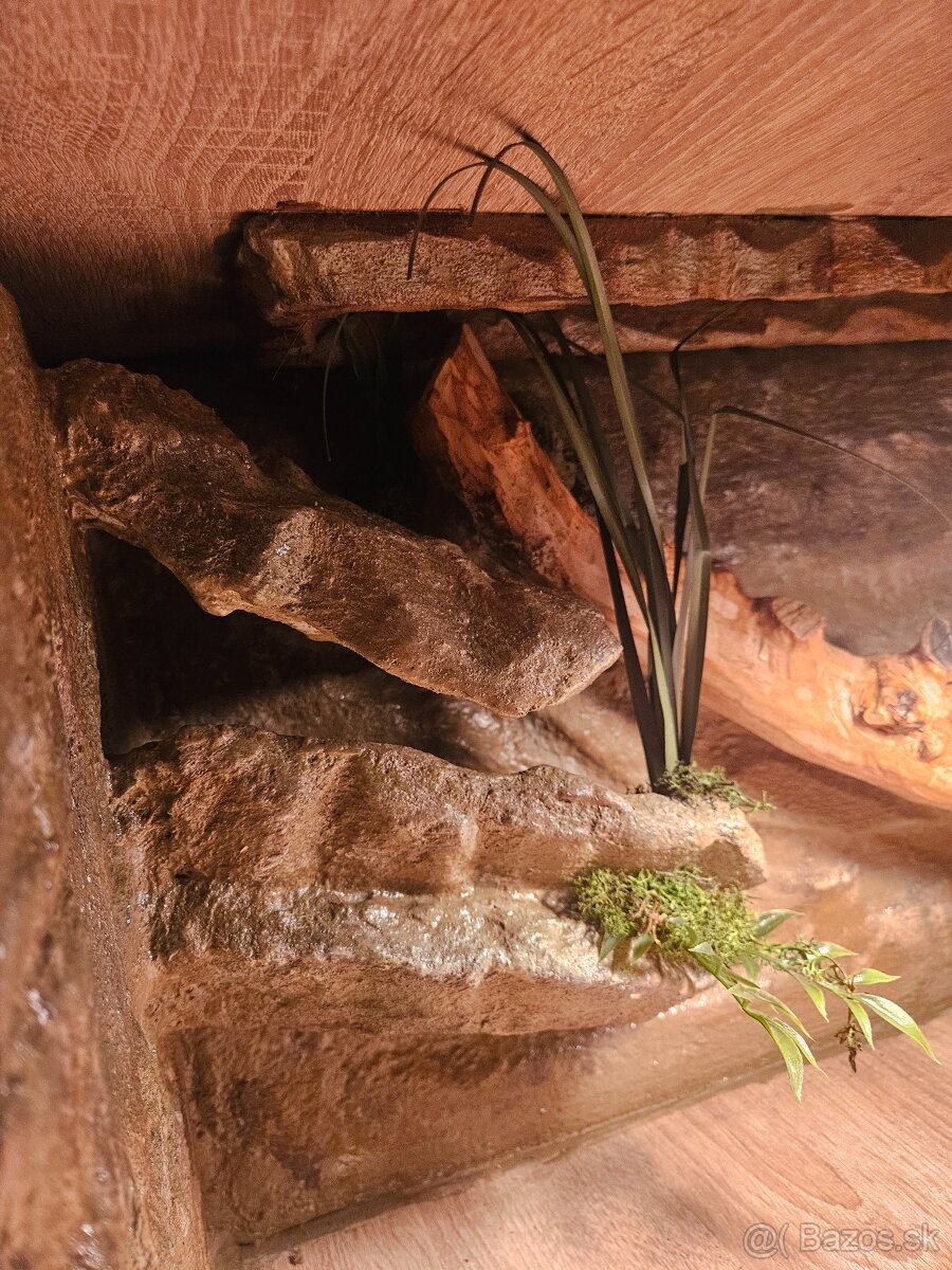 Trárium 100x50x50 Gekončíķ nočný Vianočná zľava - 3