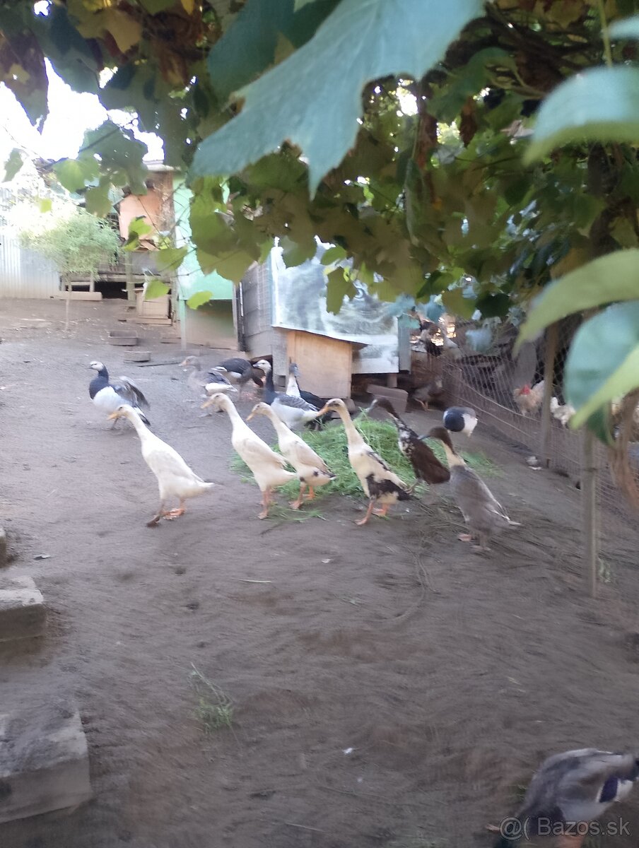 Predám indické bežce - 3