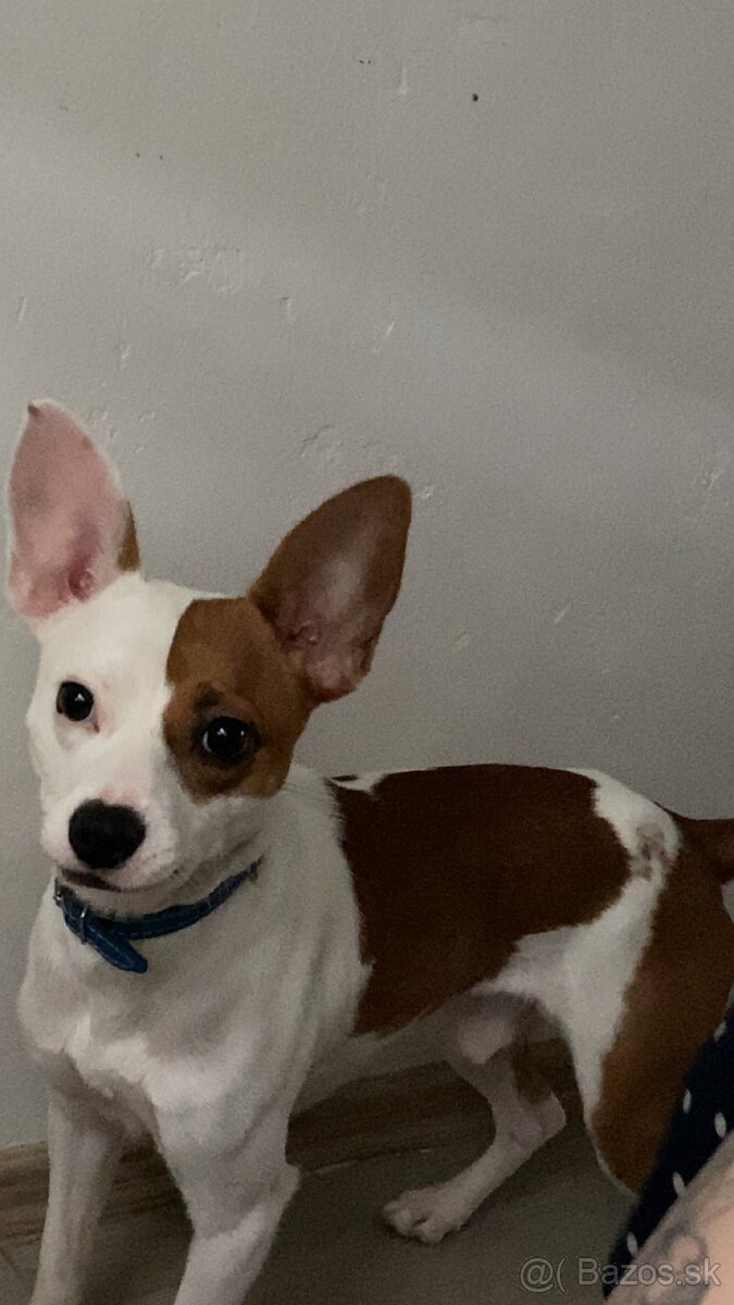 Darujem psíka - 3