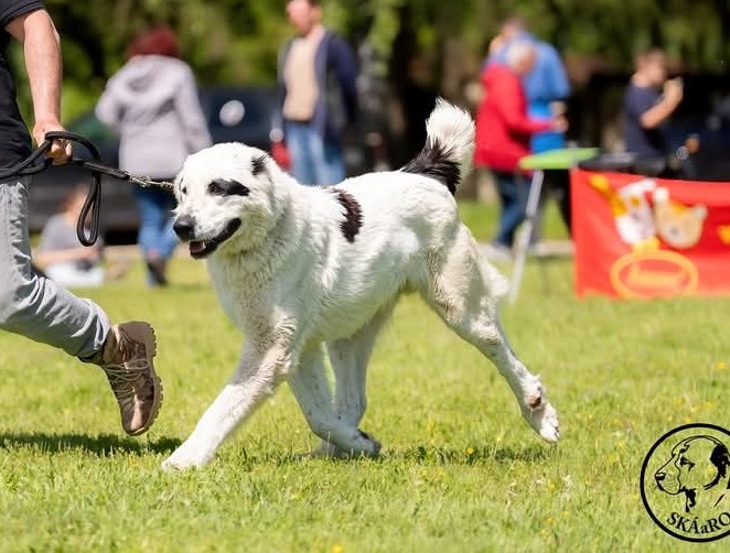 Stredoázijský ovčiak - šteniatka s PP - 3