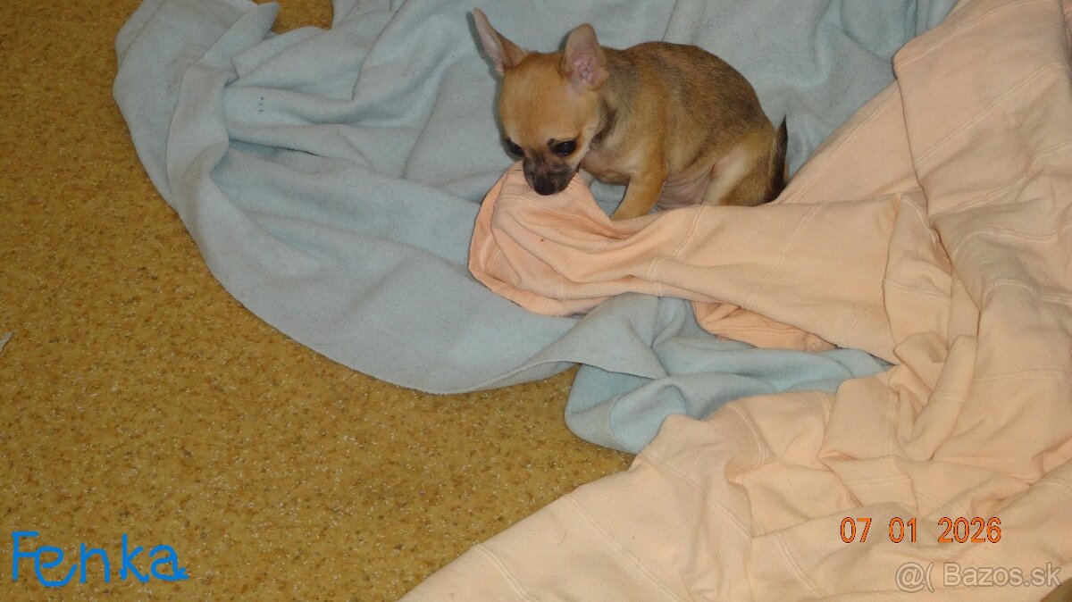 čivava krátkosrstá - 3