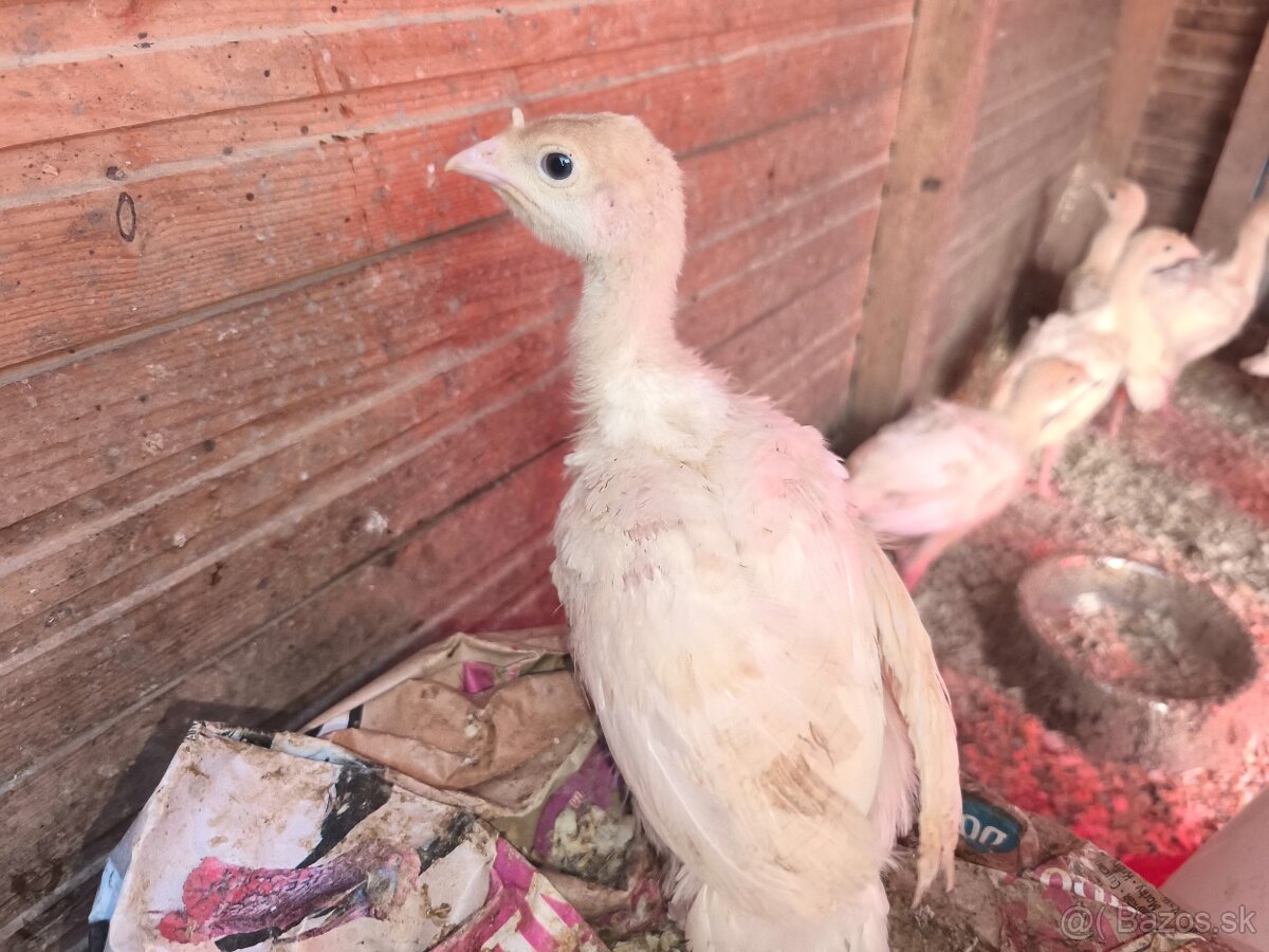 brojlerove morky - 3