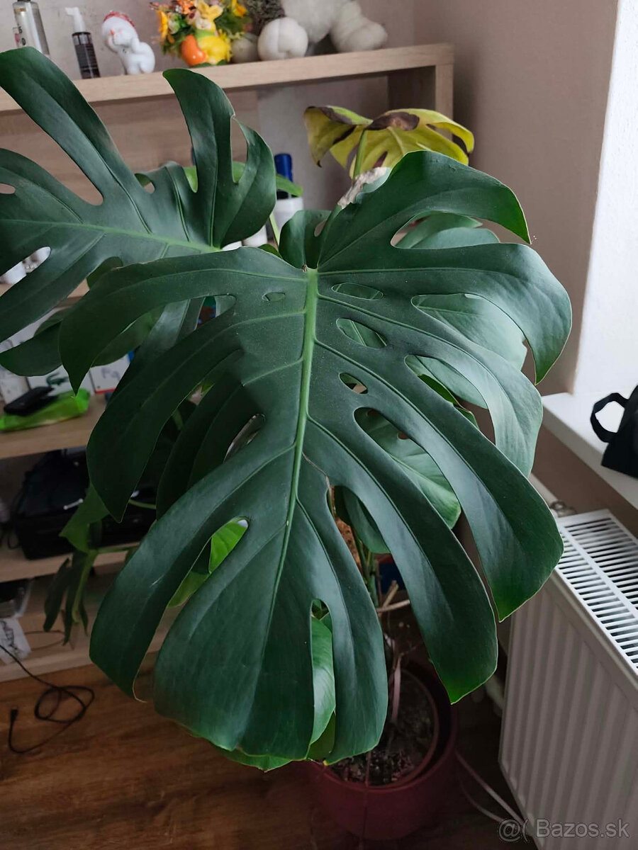 Monstera deliciosa 140 cm - 3