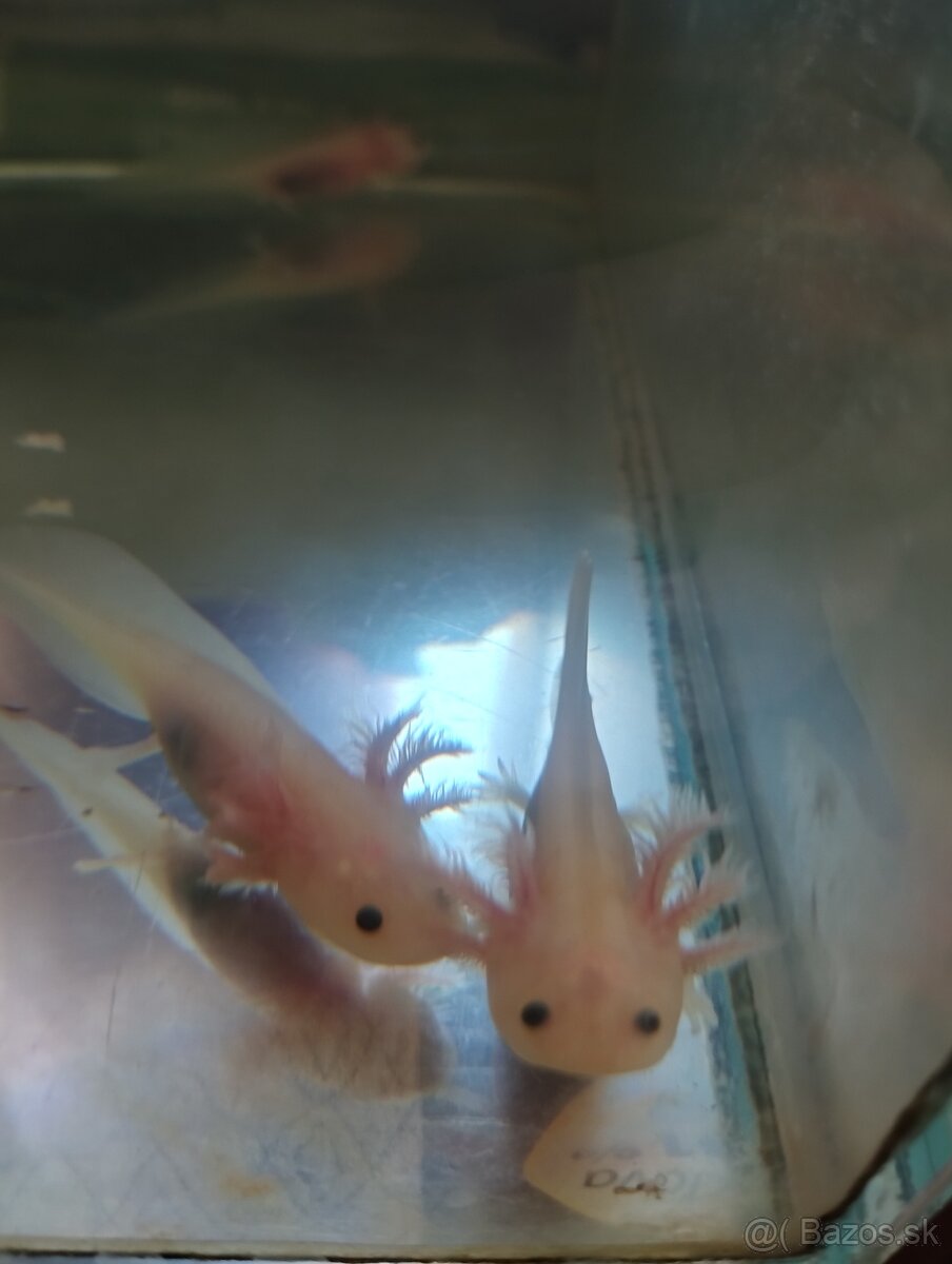 Axolotl Mexický, vodný dráčik - 3