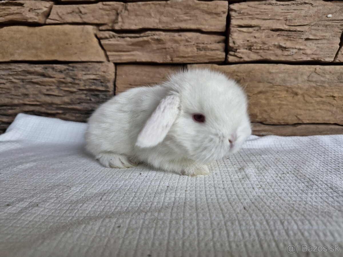 Minilop, zakrslý králik - 3
