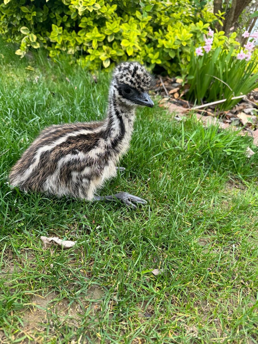 Pštros Emu hnedý - 3