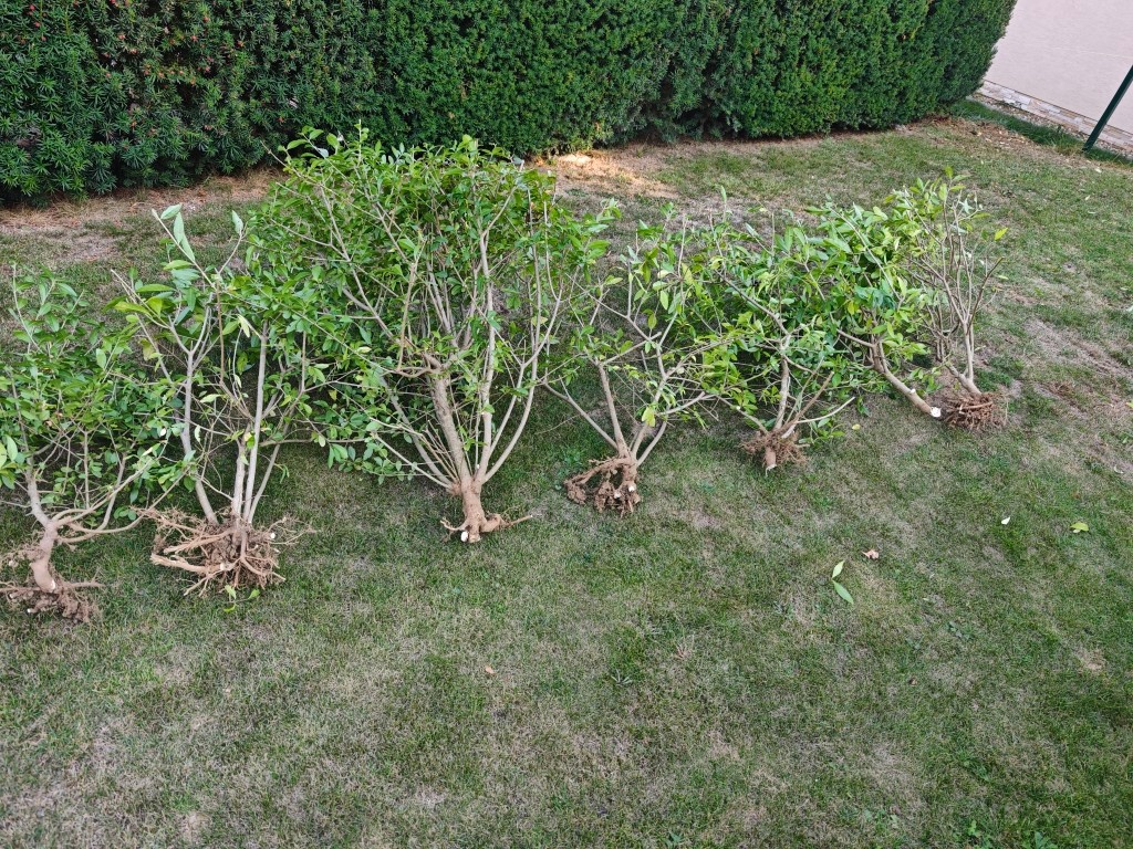 Vtáčí zob (Ligustrum) - 3