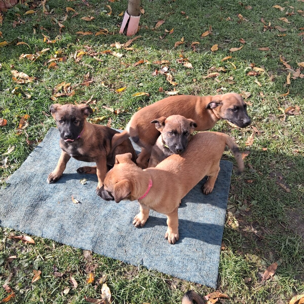 Belgický ovčiak - 3