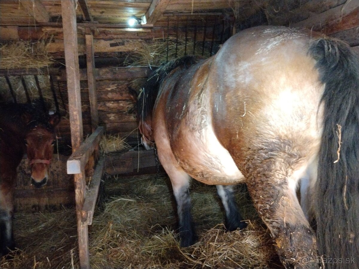 Predám tažnu vysoko žrebnu kobylu - 3