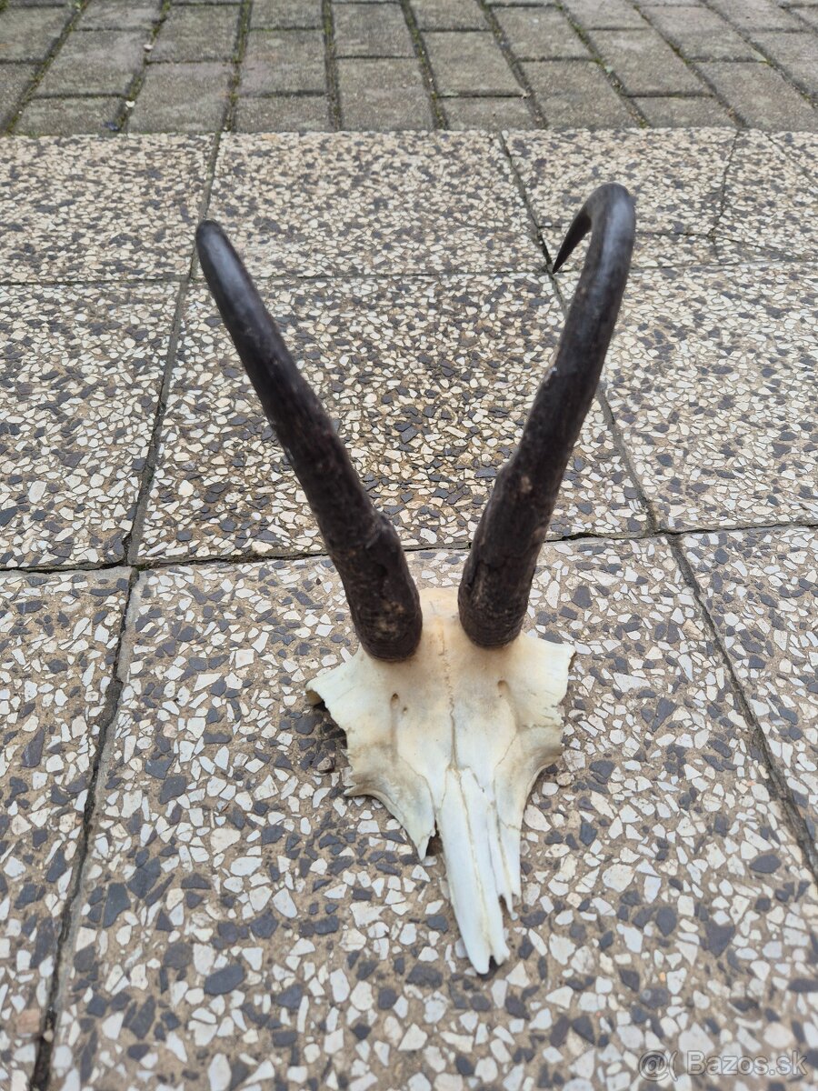 Trofej trofeje paroh parohy parozie zhody - 3