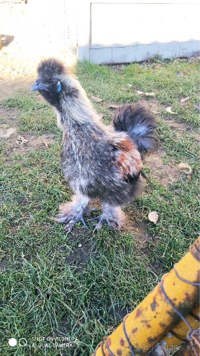 Predam 4-mesacneho kohutika hodvabnicky - 3