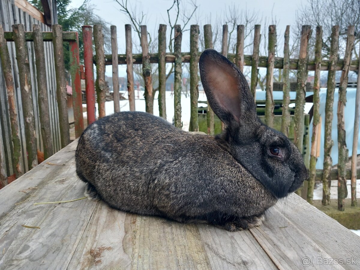 Predám králika - samičku - 3