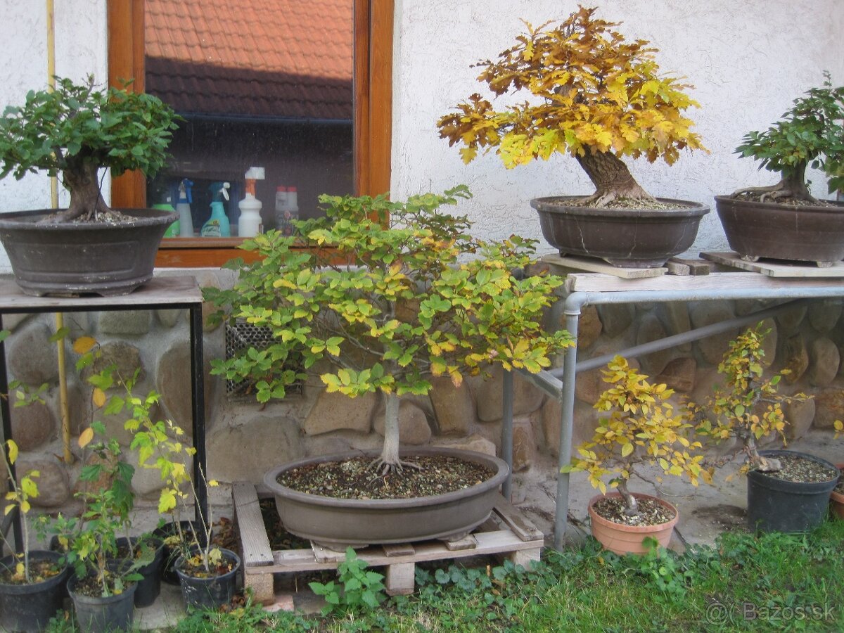 BONSAI,BONSAJ-DUB11 - 3