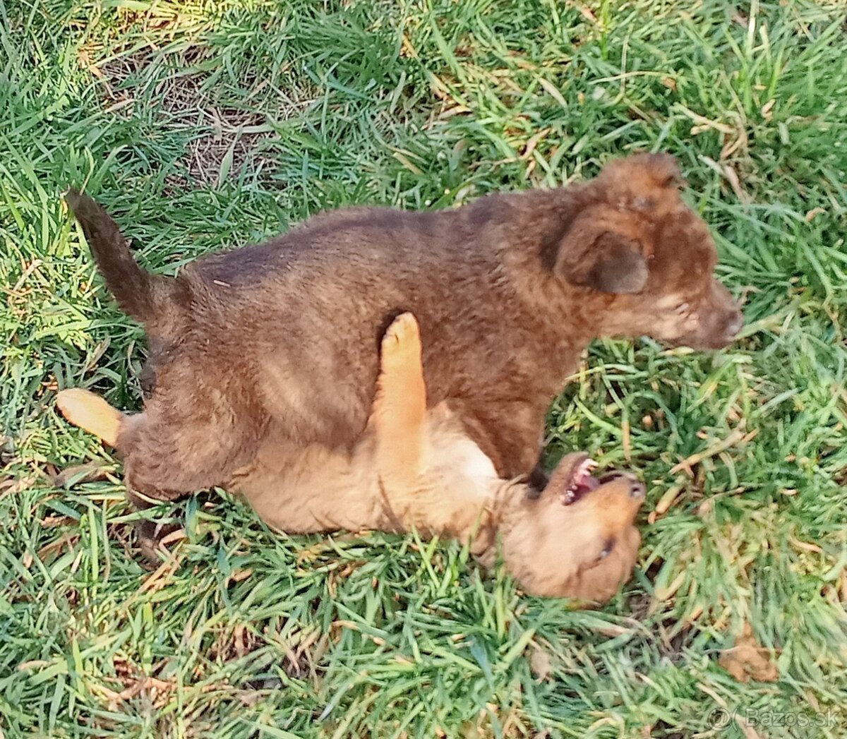 Darujem šteniatka - 3