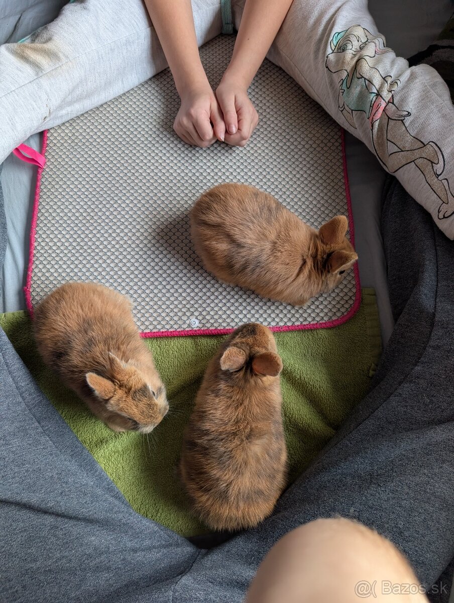 Domáci zajačik - 3