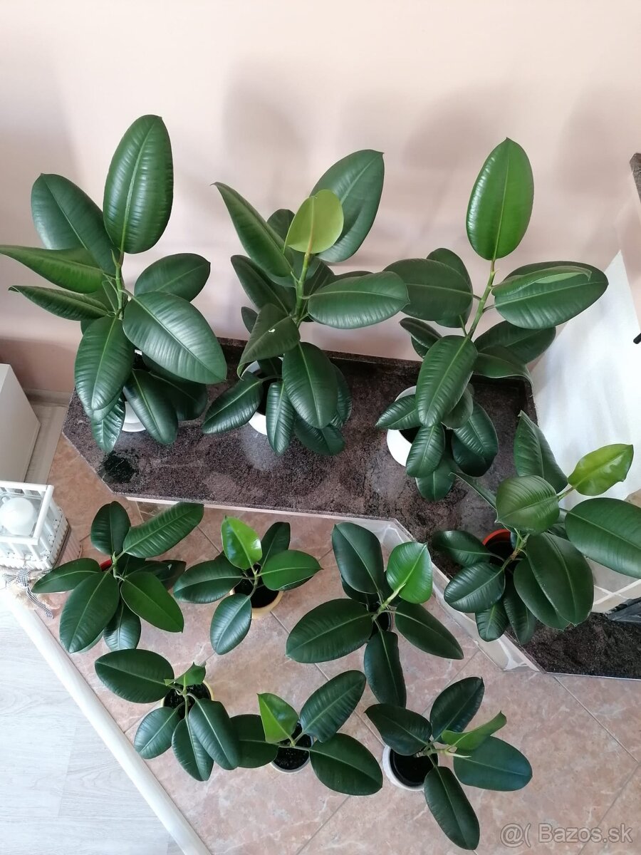 Predám ficus - 3