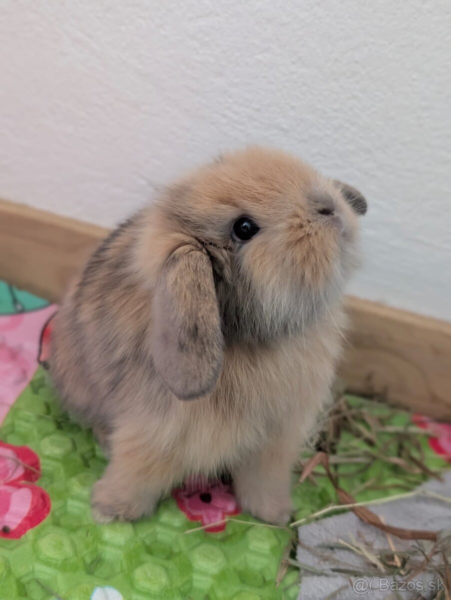 Predám mláďatká králika barančeka - 3