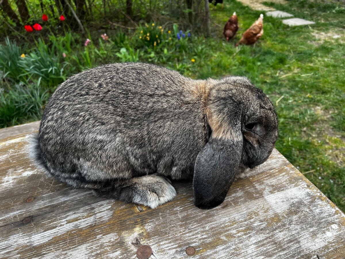 Francuzsky baran - 3