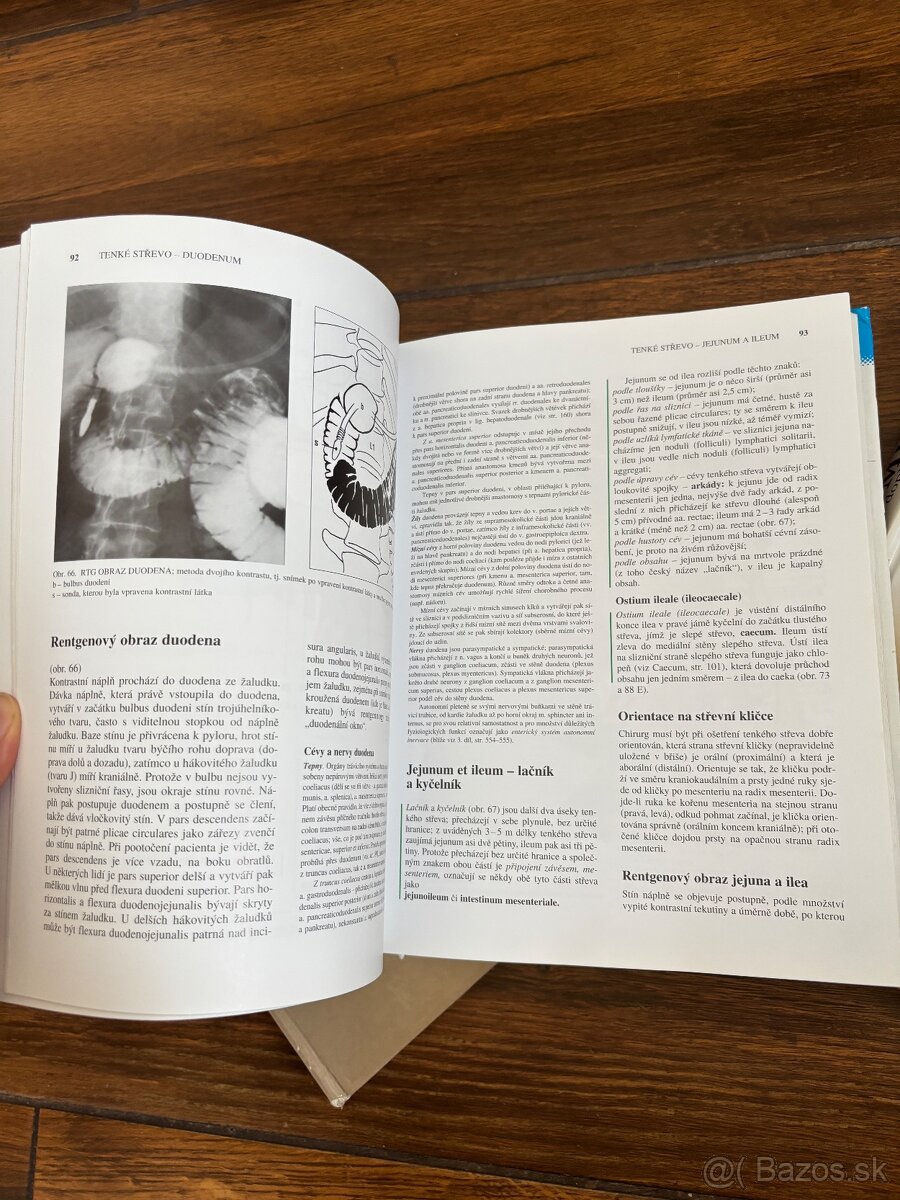Anatomia Čihak 1,2,3 - 3