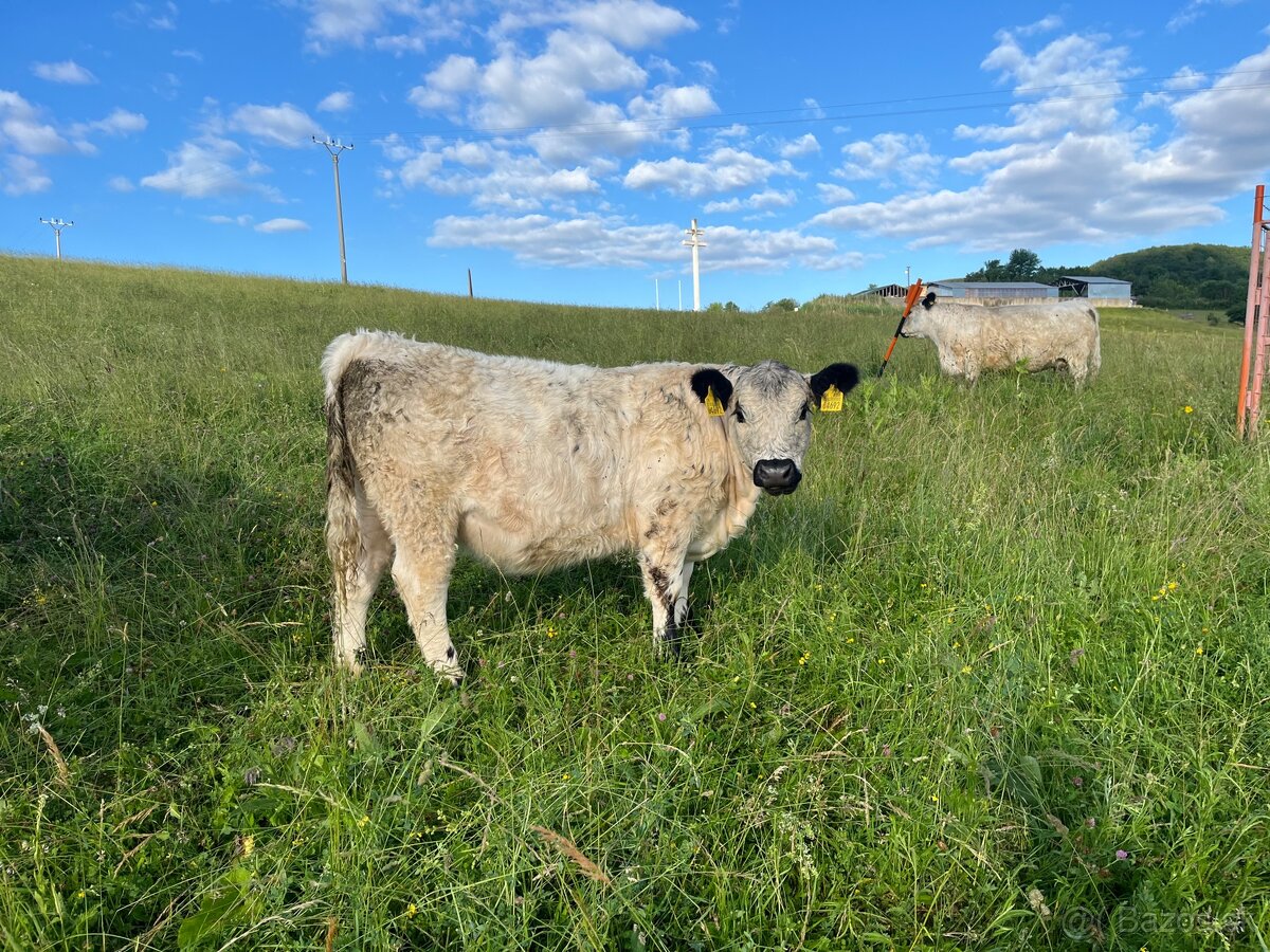 Jalovice Galloway EKO - 3