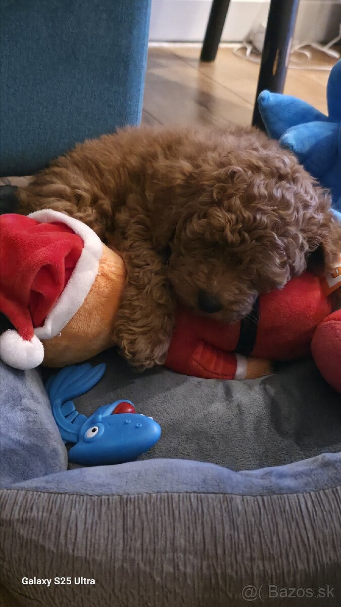 Trpasličí pudel - 3