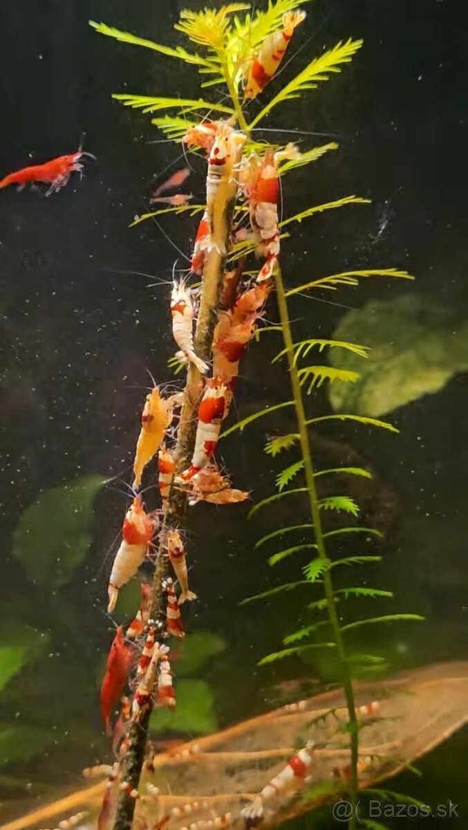 Krevetky Caridina PRL (pure red line) - 3