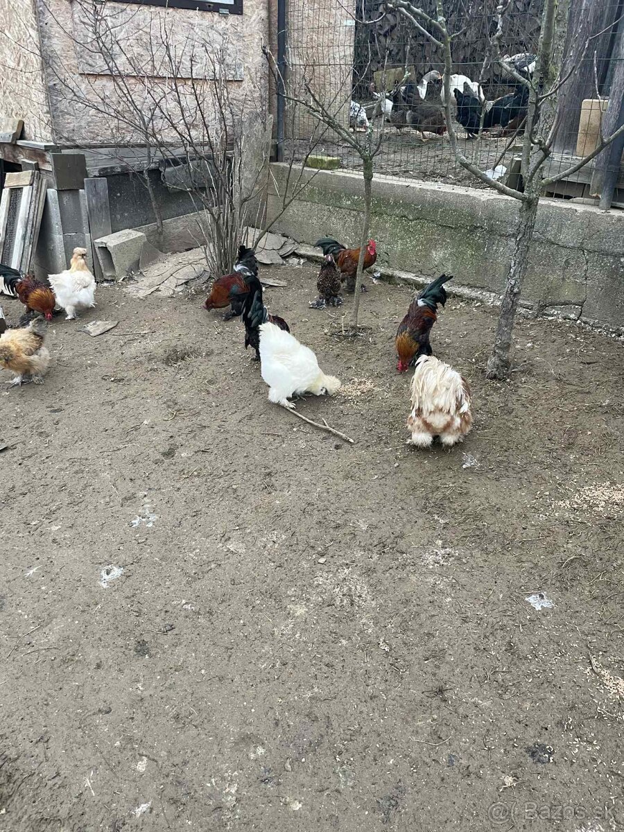 Liliputky kohúty - 3