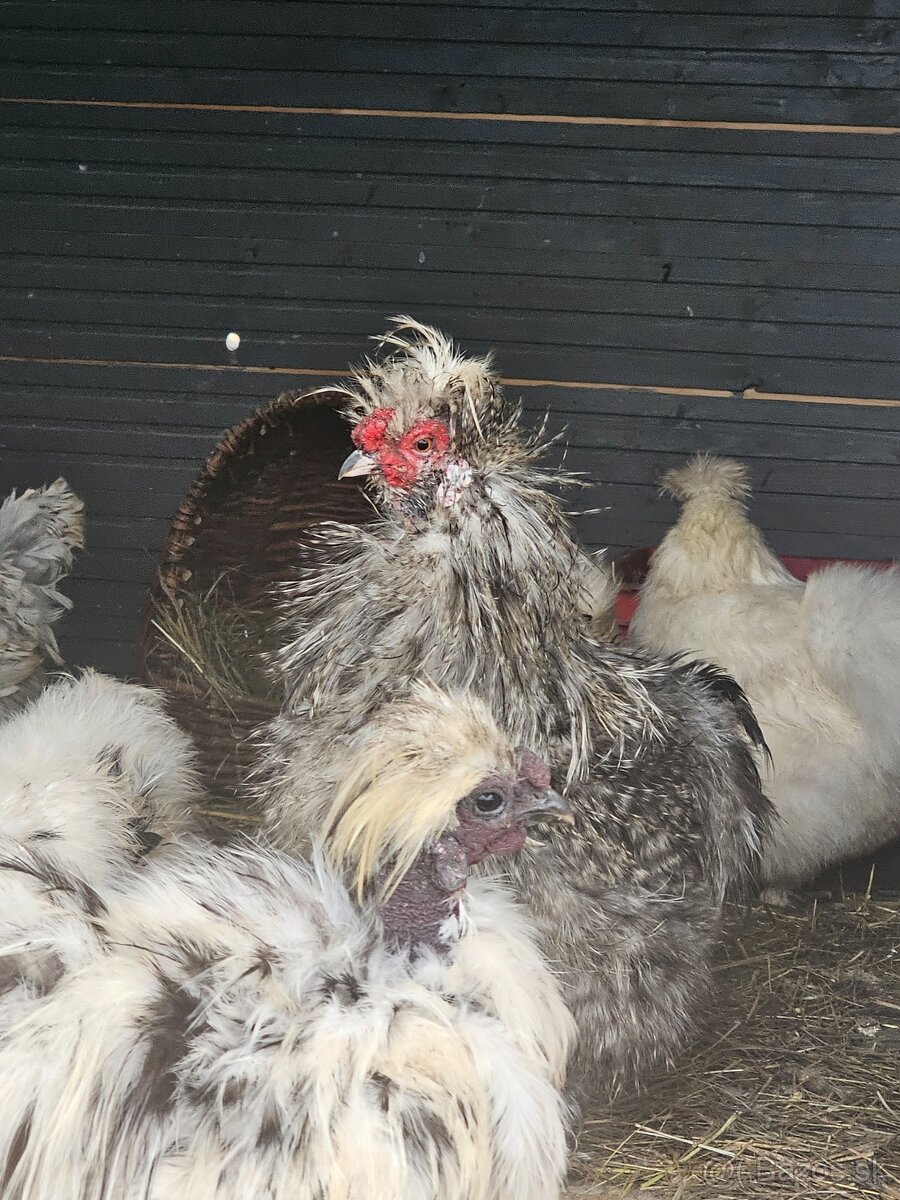 Hodvábničky kohútikovia - 3