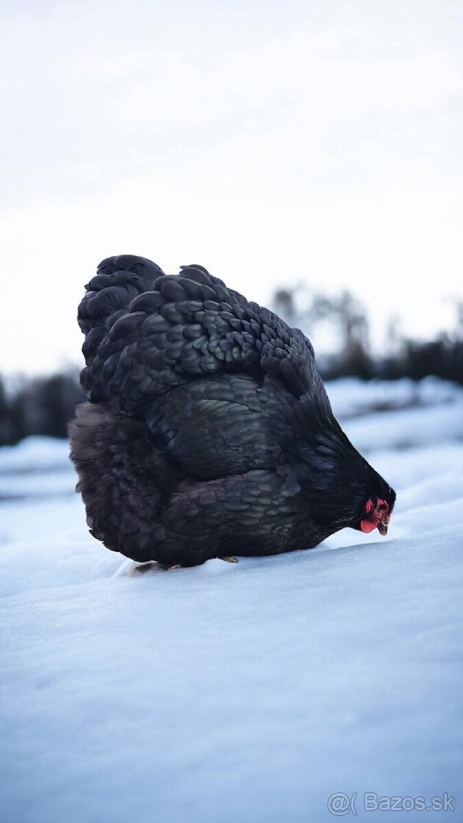 Kuriatka ORPINGTONKA ČIERNA - 3